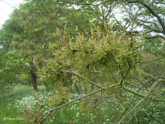 Pistacia chinensis - Herrenkamper Gärten - Pflanzenraritäten