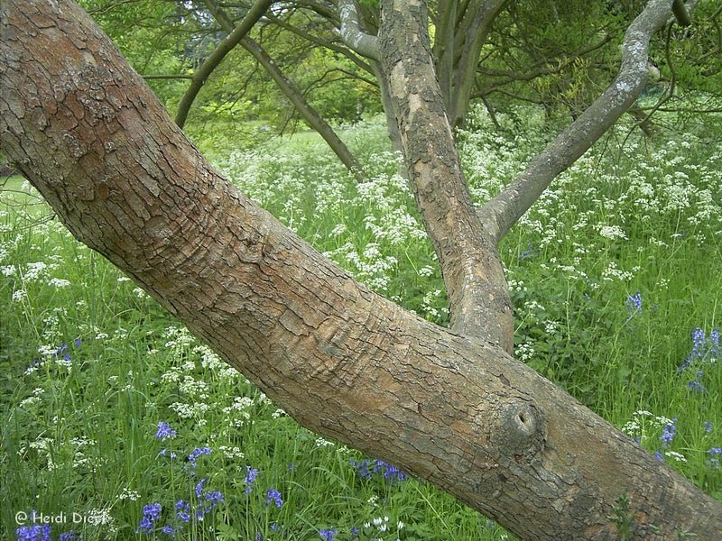 Pistacia chinensis - Herrenkamper Gärten - Pflanzenraritäten