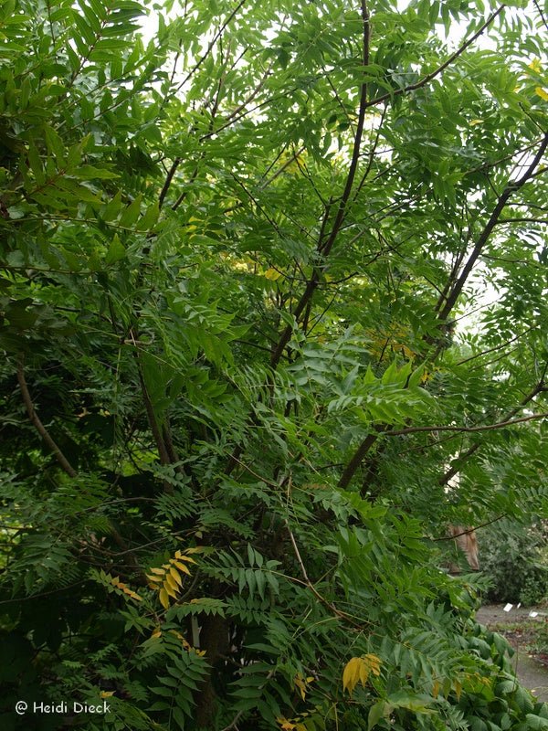 Pistacia chinensis - Herrenkamper Gärten - Pflanzenraritäten