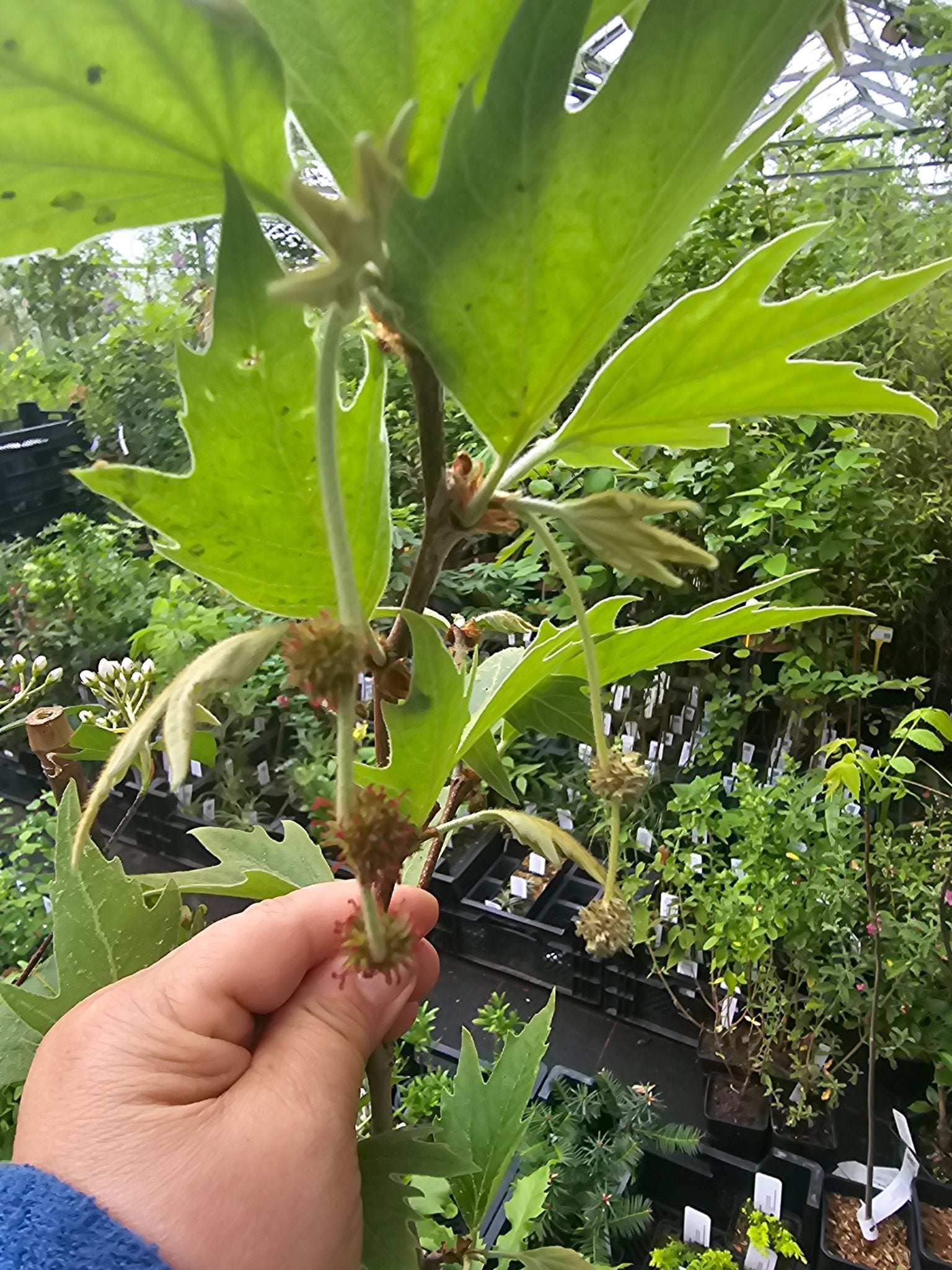 Platanus orientalis var. cuneata - Herrenkamper Gärten - Pflanzenraritäten