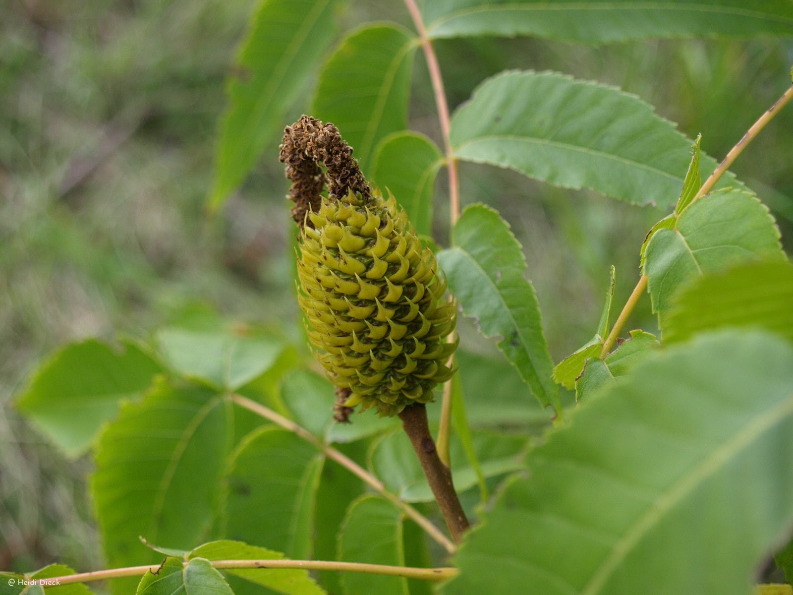 Platycarya strobilacea - Herrenkamper Gärten - Pflanzenraritäten
