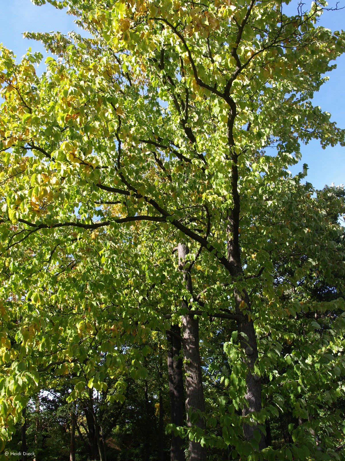 Platycarya strobilacea - Herrenkamper Gärten - Pflanzenraritäten