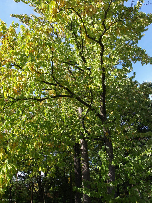 Platycarya strobilacea - Herrenkamper Gärten - Pflanzenraritäten