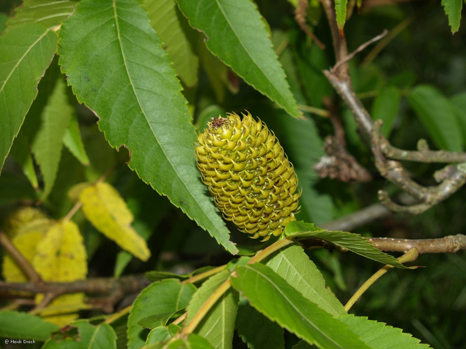 Platycarya strobilacea - Herrenkamper Gärten - Pflanzenraritäten