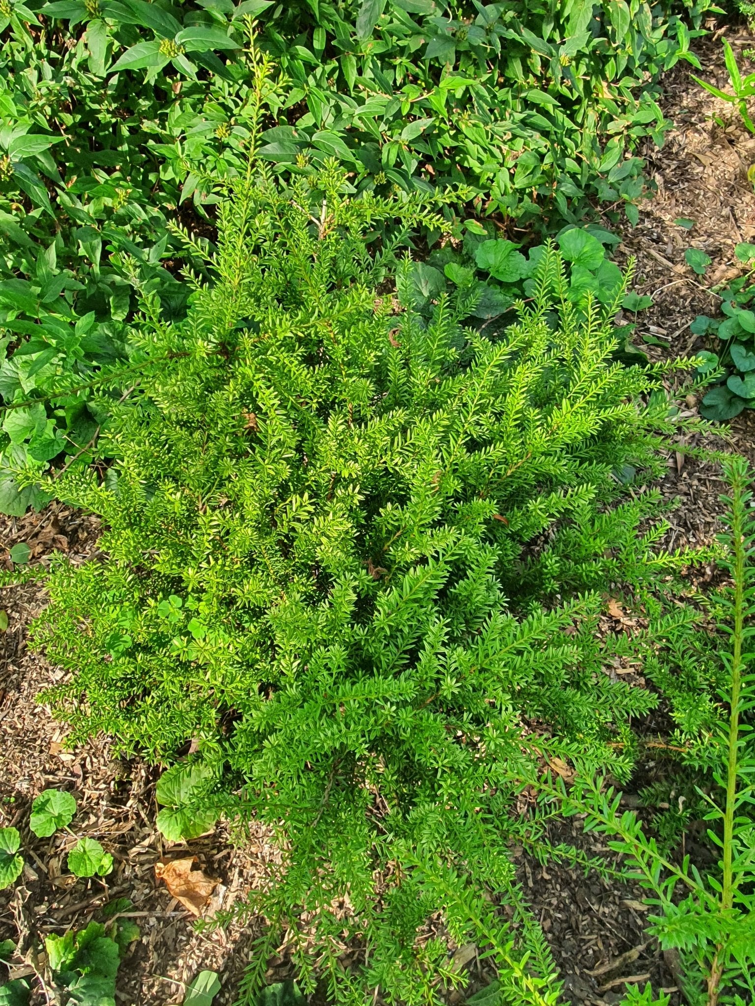 Podocarpus acutifolius 'Golden Lady' - Herrenkamper Gärten - Pflanzenraritäten