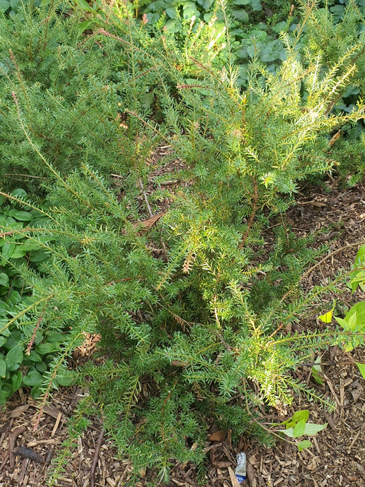 Podocarpus alpina 'Country Park Fire' - Herrenkamper Gärten - Pflanzenraritäten