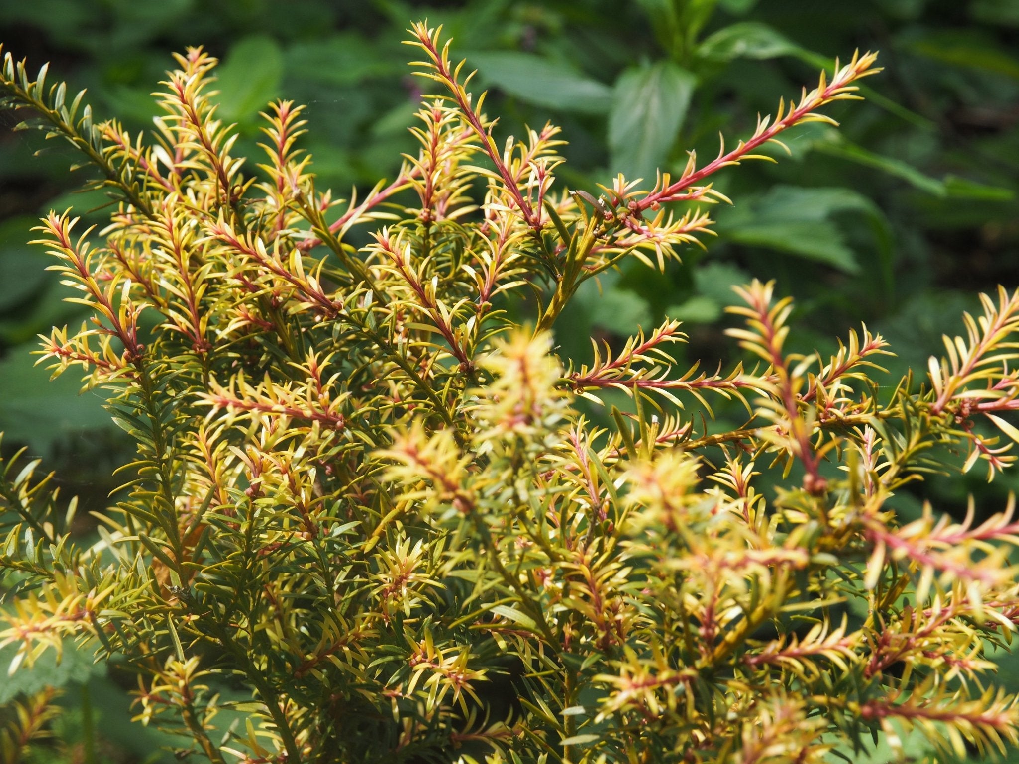 Podocarpus alpina 'Country Park Fire' - Herrenkamper Gärten - Pflanzenraritäten