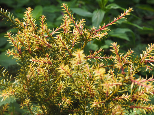 Podocarpus alpina 'Country Park Fire' - Herrenkamper Gärten - Pflanzenraritäten
