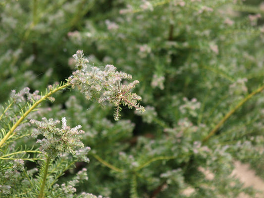 Podocarpus lawrencii 'Blue Gem' (syn.: Podocarpus alpinus 'Blue Gem') - Herrenkamper Gärten - Pflanzenraritäten