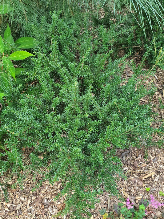 Podocarpus lawrencii x nivalis 'Young Rusty' - Herrenkamper Gärten - Pflanzenraritäten