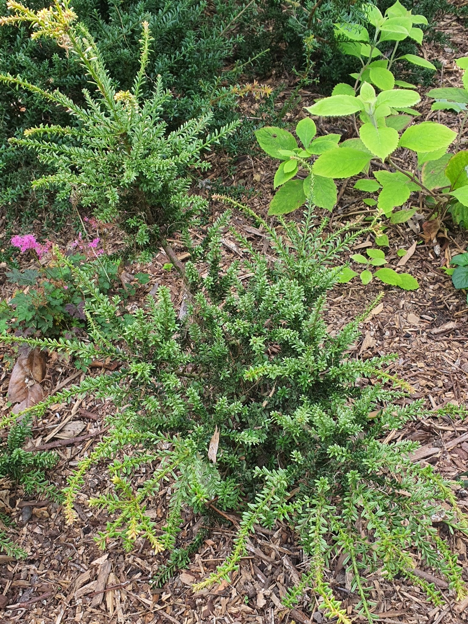 Podocarpus nivalis 'Kilworth Cream' - Herrenkamper Gärten - Pflanzenraritäten
