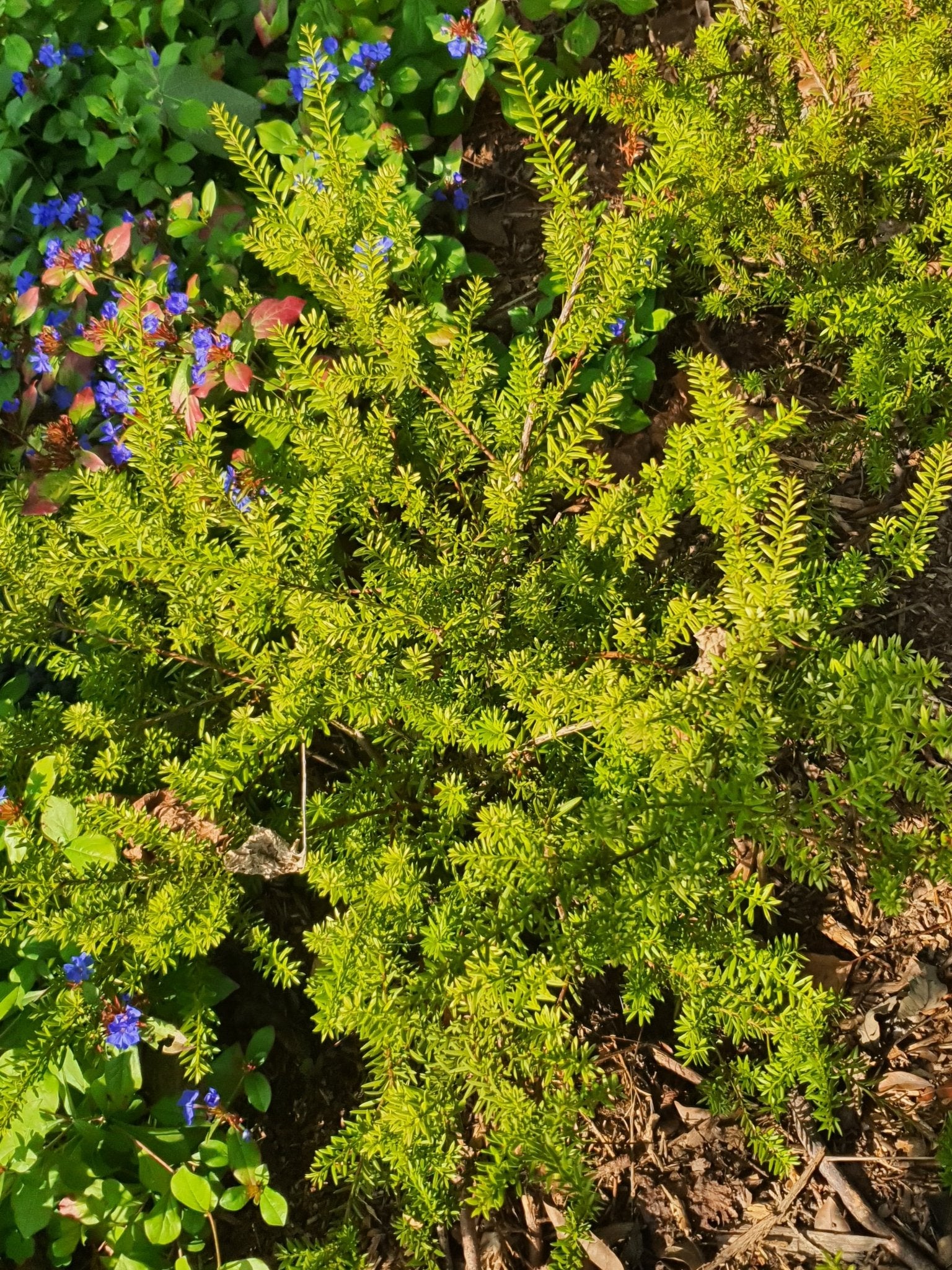 Podocarpus nivalis x acutifolius 'Chamaeleon' - Herrenkamper Gärten - Pflanzenraritäten