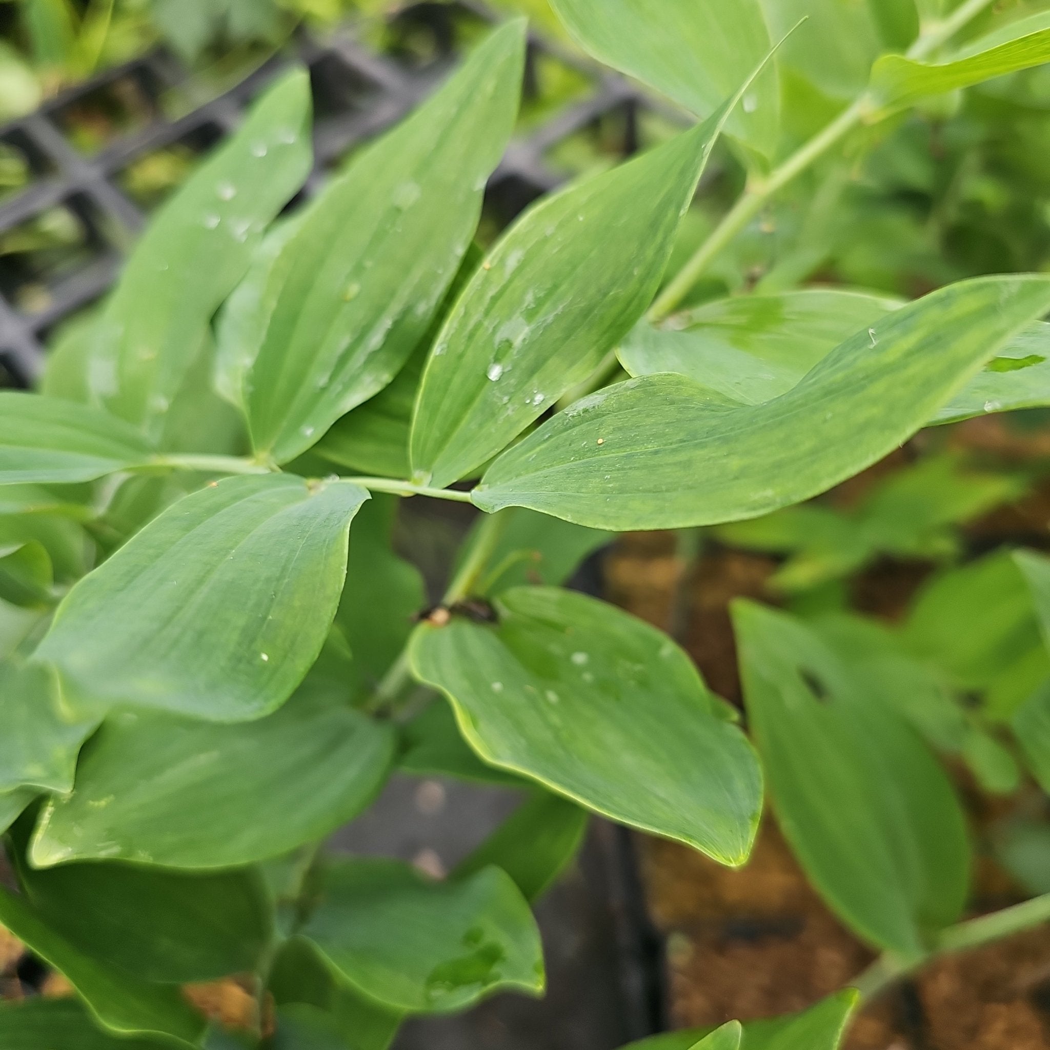 Polygonatum commutatum (syn. P.biflorum) - Herrenkamper Gärten - Pflanzenraritäten