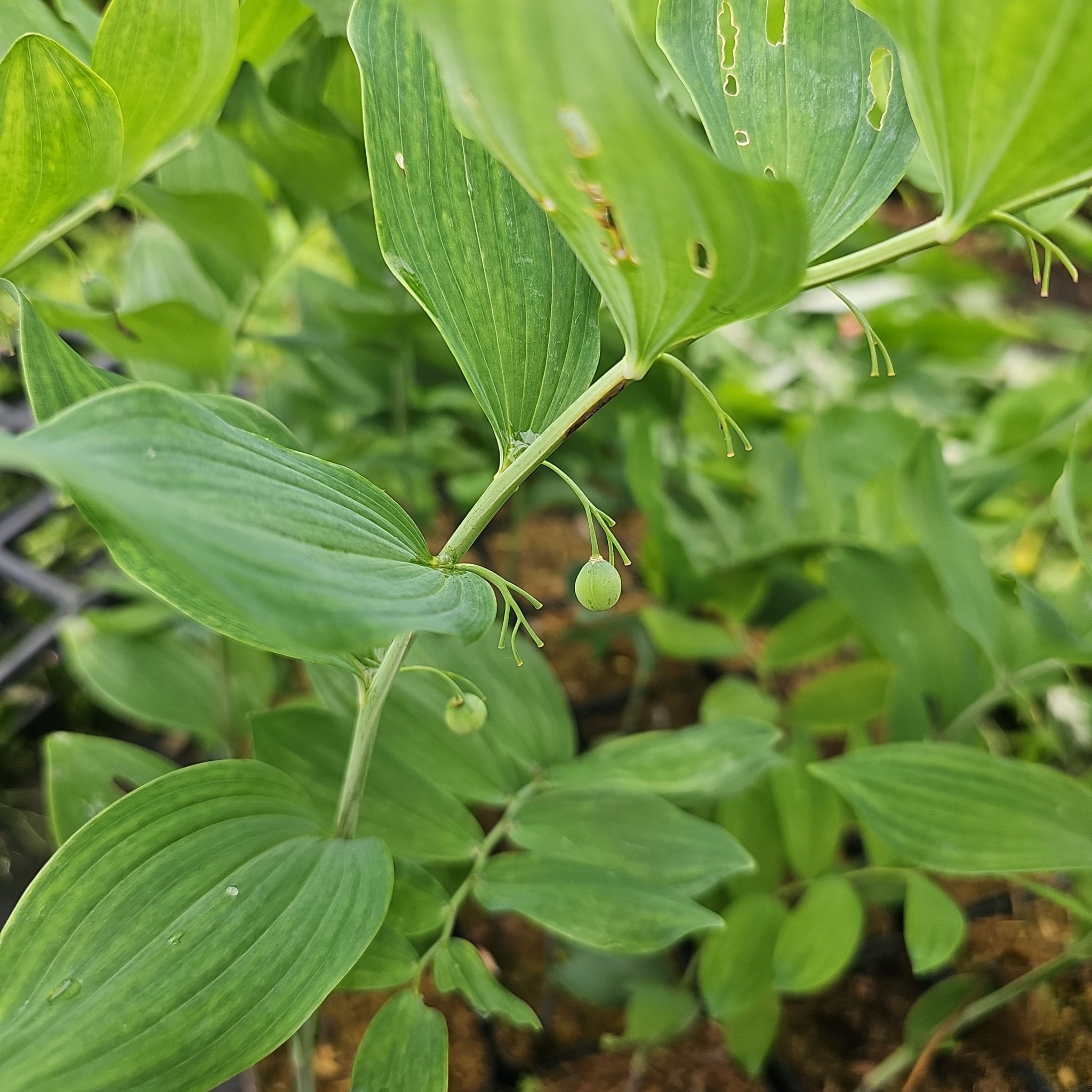Polygonatum commutatum (syn. P.biflorum) - Herrenkamper Gärten - Pflanzenraritäten
