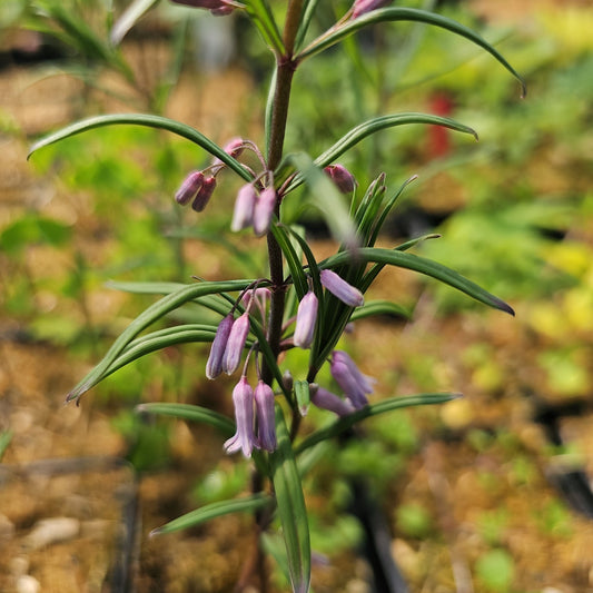 Polygonatum curvistylum - Herrenkamper Gärten - Pflanzenraritäten