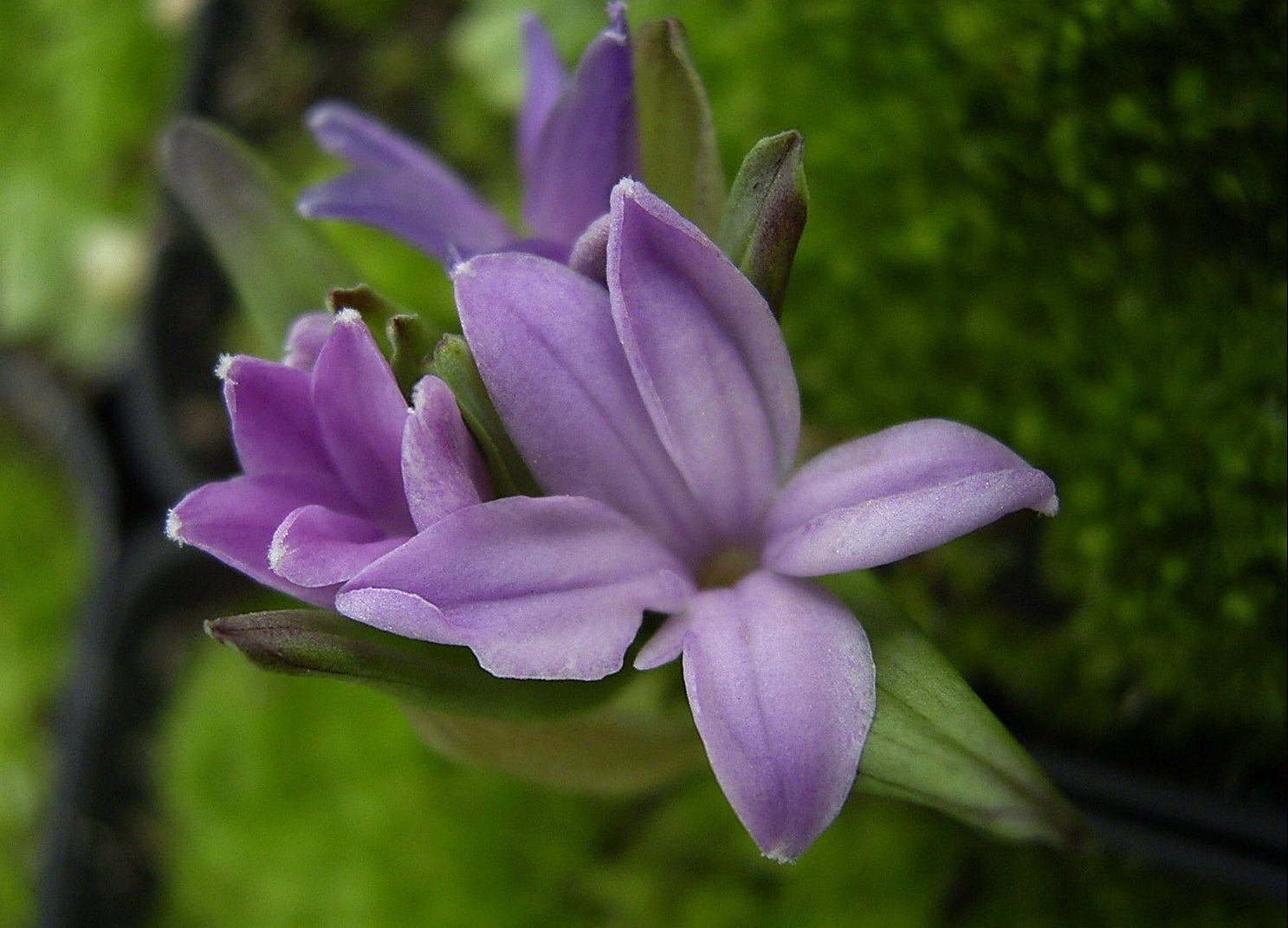 Polygonatum hookeri - Herrenkamper Gärten - Pflanzenraritäten
