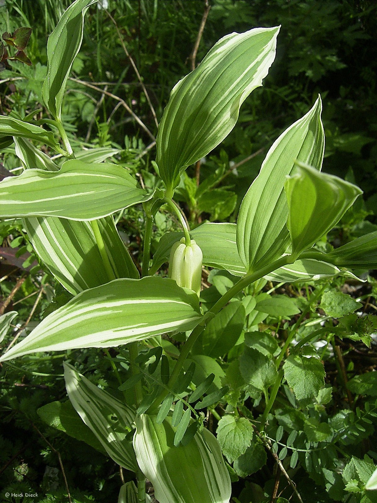 Polygonatum hybr. 'Striatum' - Herrenkamper Gärten - Pflanzenraritäten