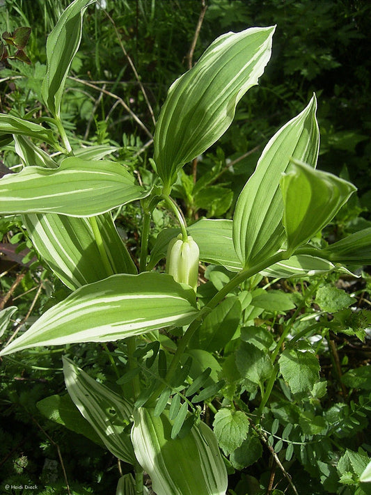Polygonatum hybr. 'Striatum' - Herrenkamper Gärten - Pflanzenraritäten