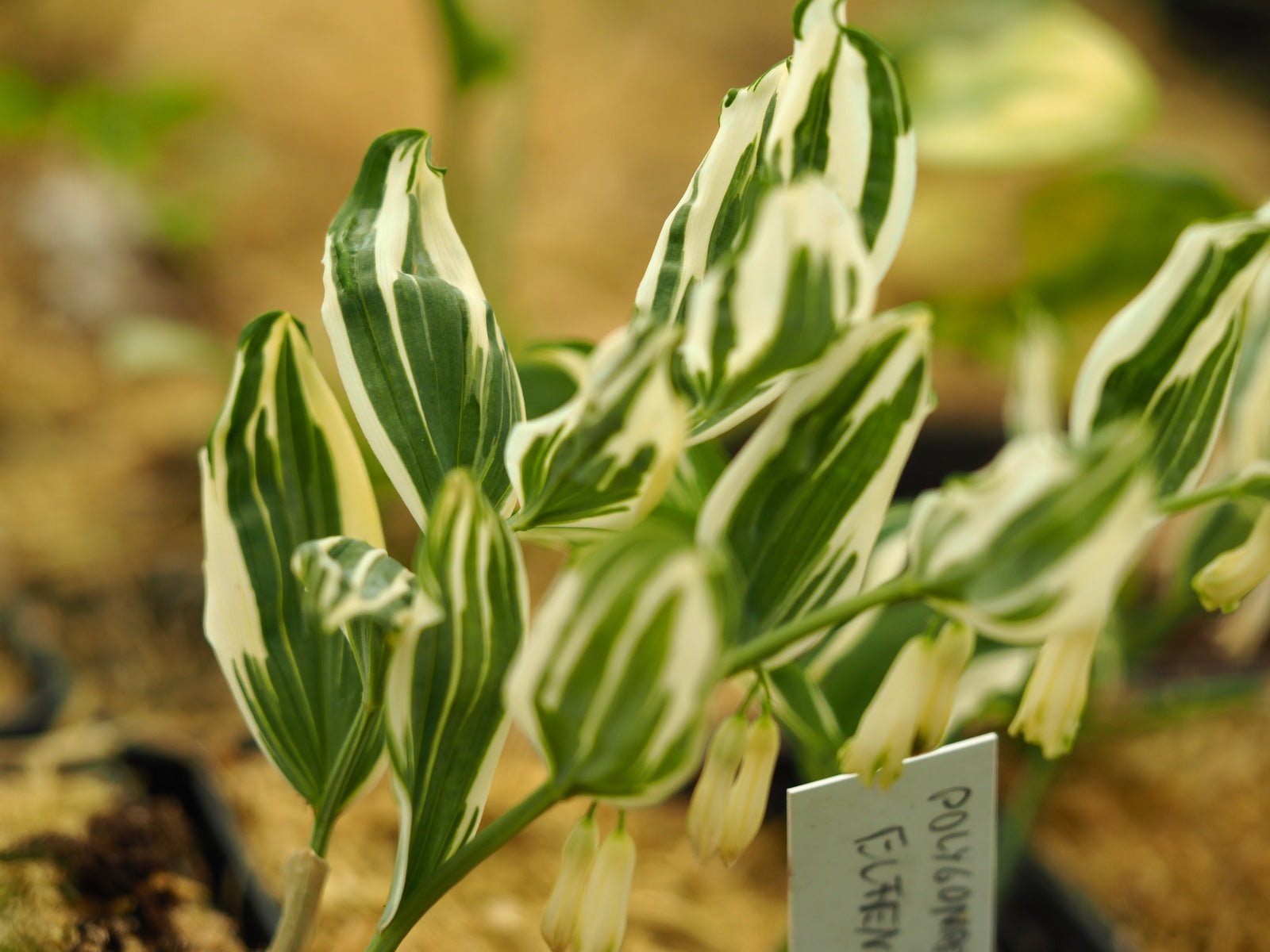 Polygonatum multiflorum 'Elfenstreifen' - Herrenkamper Gärten - Pflanzenraritäten