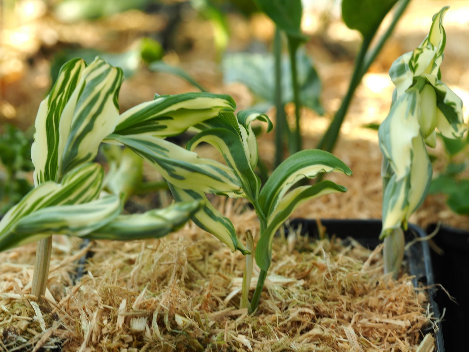 Polygonatum multiflorum 'Elfenstreifen' - Herrenkamper Gärten - Pflanzenraritäten