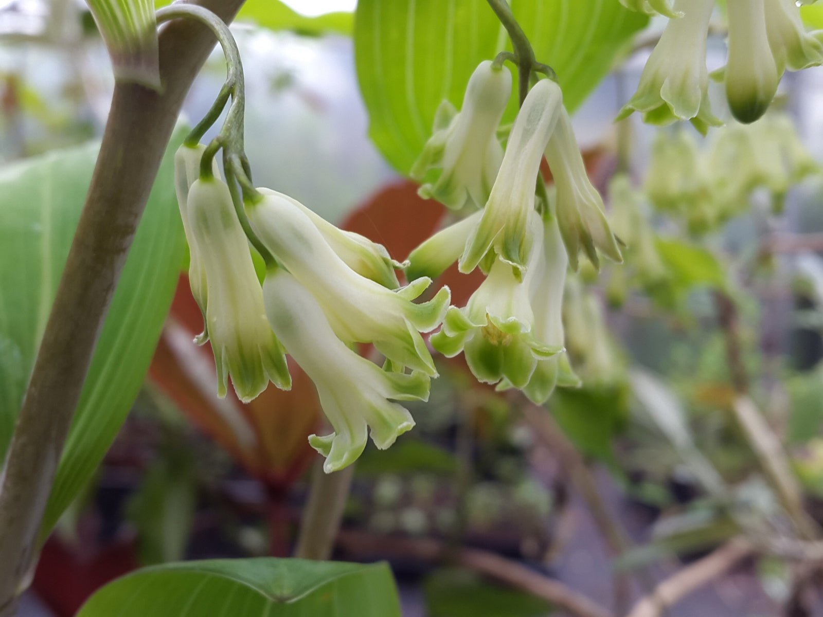 Polygonatum multiflorum 'Süderbusch' - Herrenkamper Gärten - Pflanzenraritäten