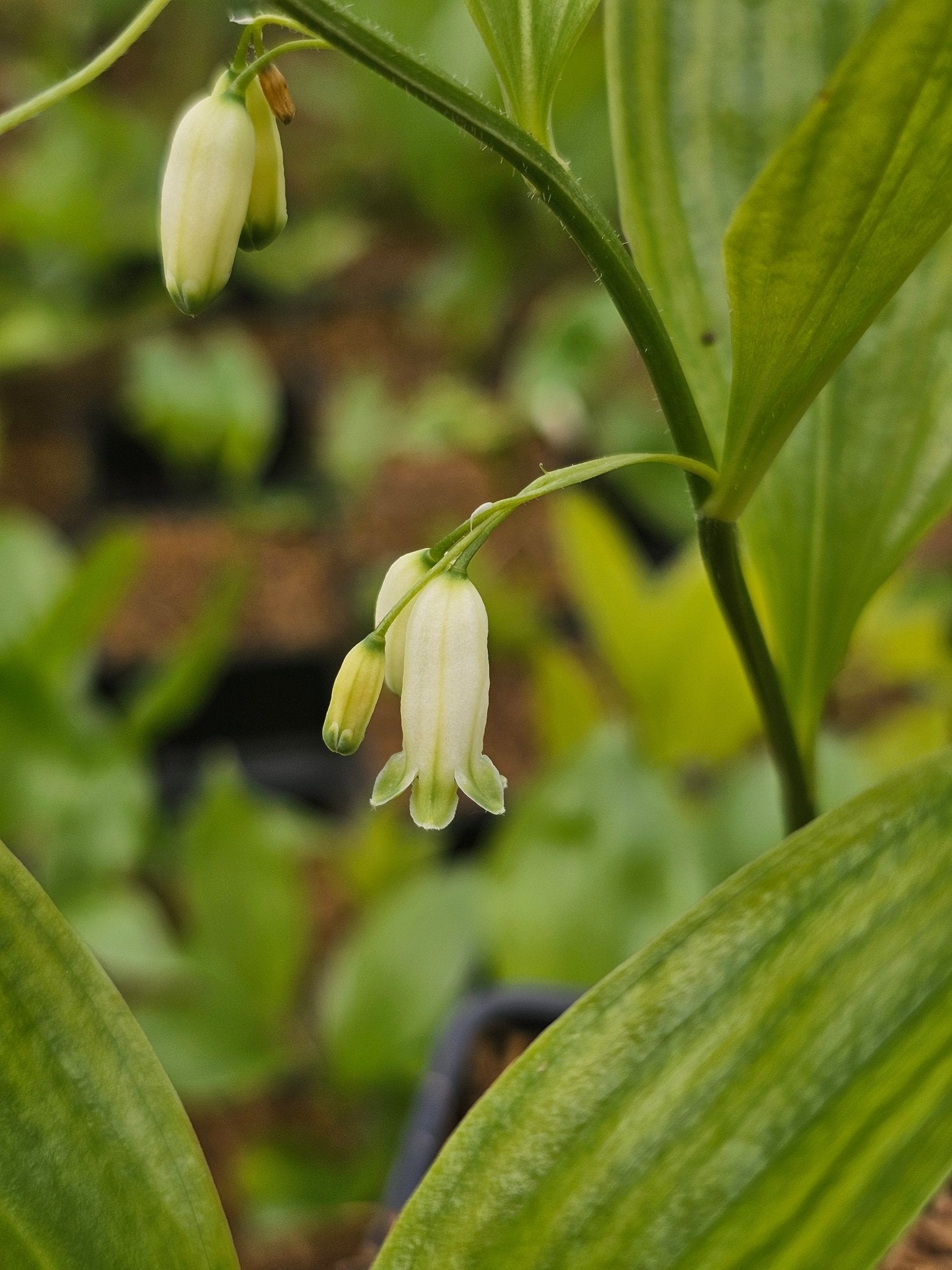 Polygonatum odoratum (officinale) - Herrenkamper Gärten - Pflanzenraritäten
