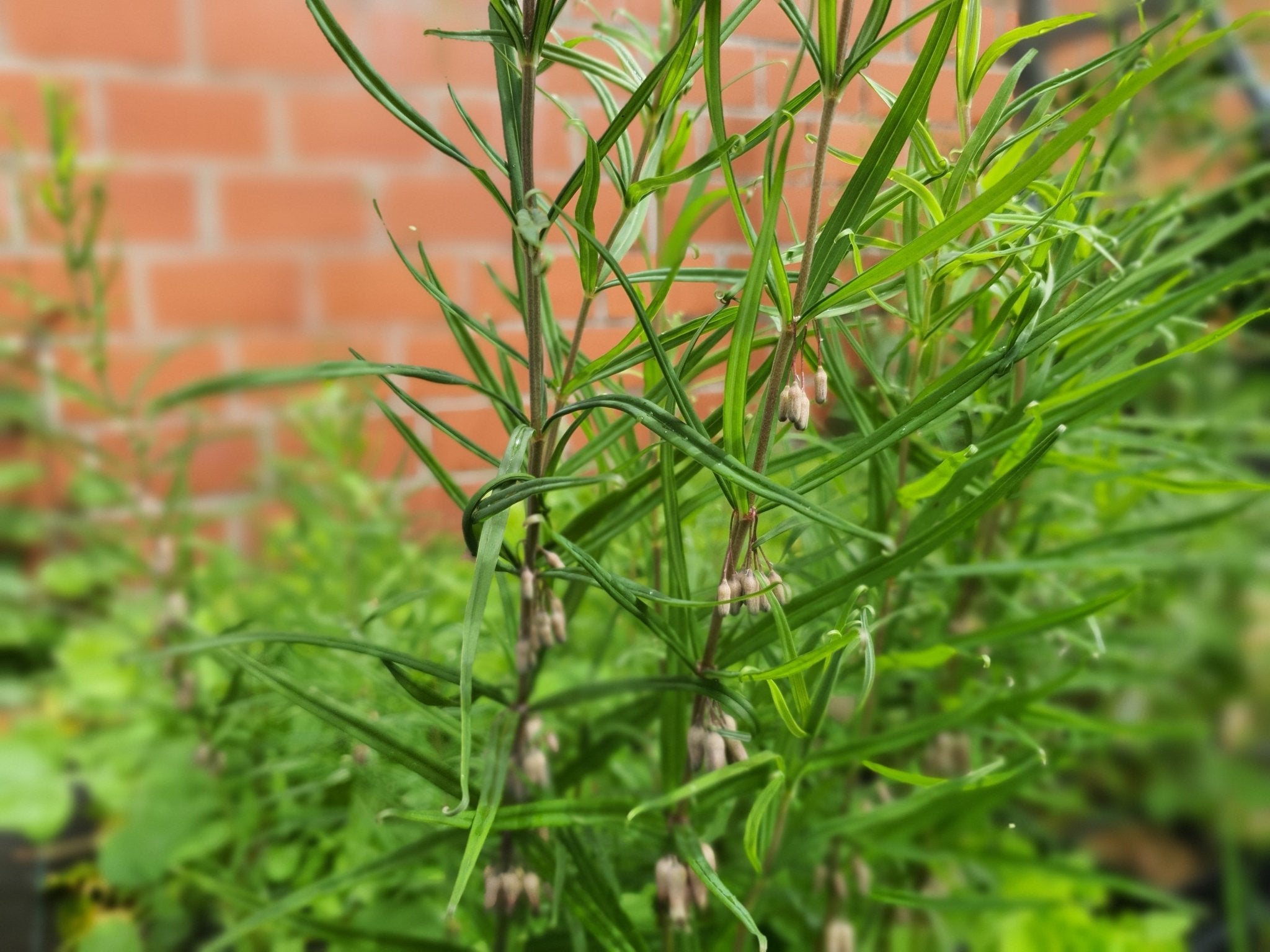 Polygonatum stewartianum - Herrenkamper Gärten - Pflanzenraritäten
