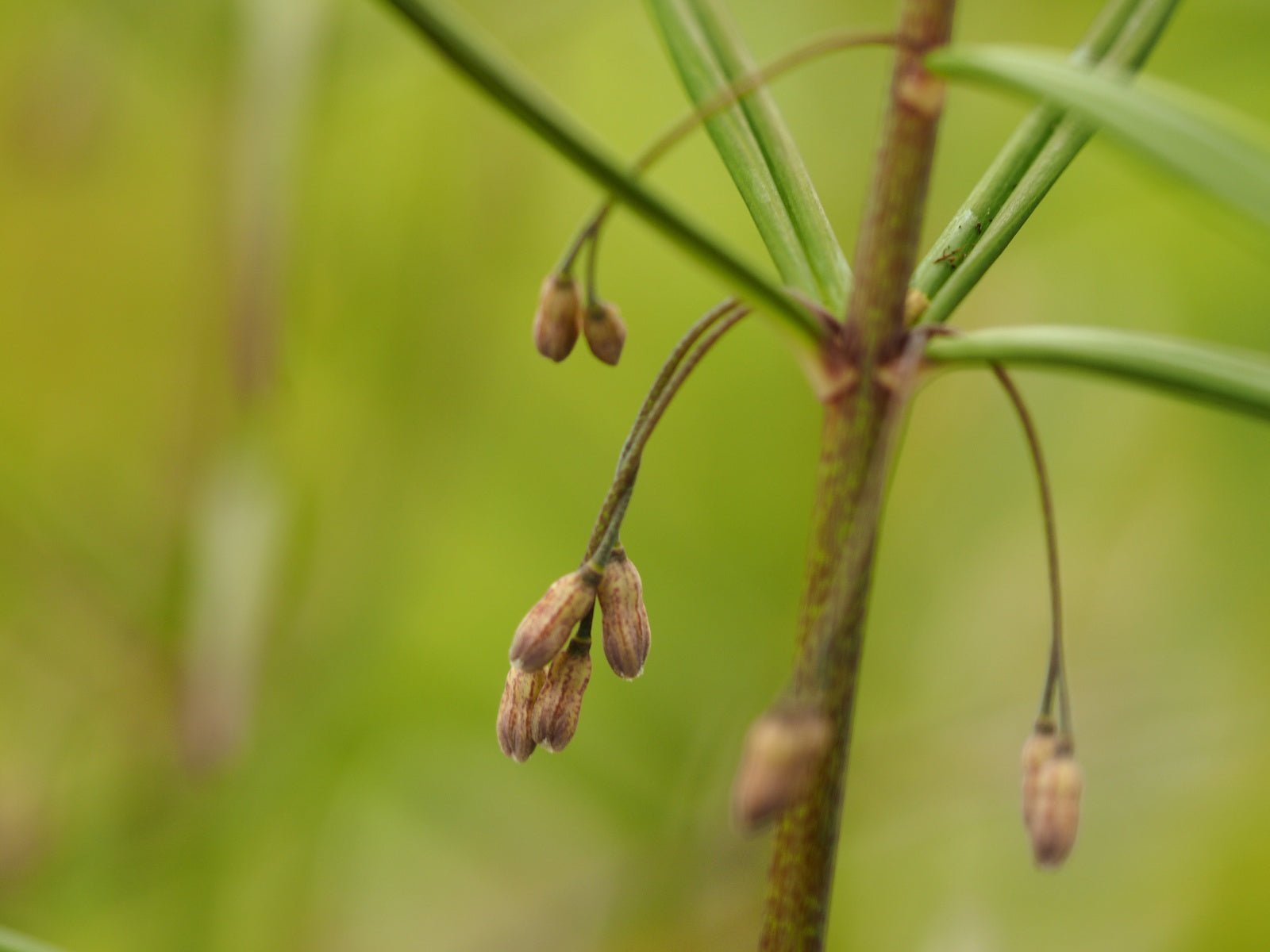 Polygonatum verticillatum 'Giant One' - Herrenkamper Gärten - Pflanzenraritäten