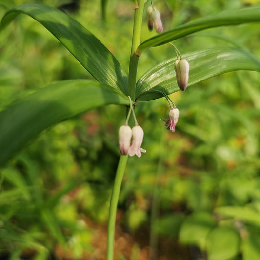 Polygonatum verticillatum var.rubrum - Herrenkamper Gärten - Pflanzenraritäten