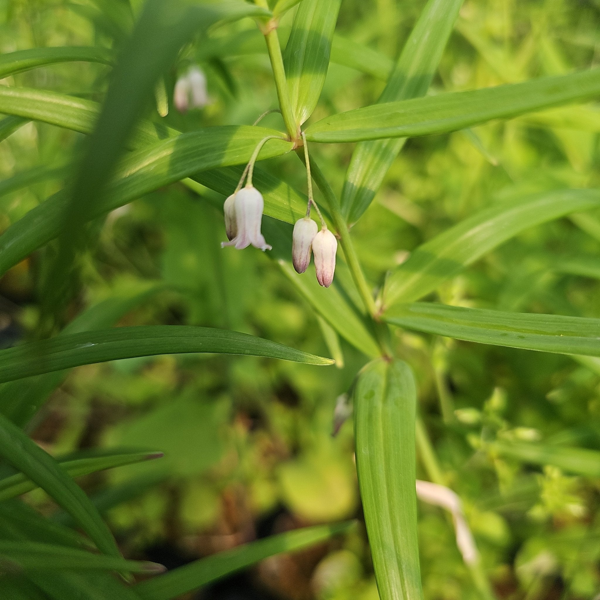 Polygonatum verticillatum var.rubrum - Herrenkamper Gärten - Pflanzenraritäten