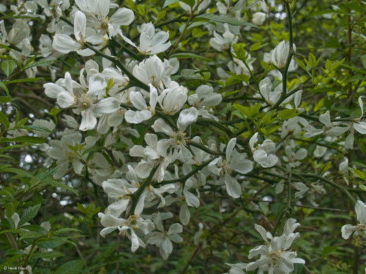 Poncirus trifoliata - Herrenkamper Gärten - Pflanzenraritäten