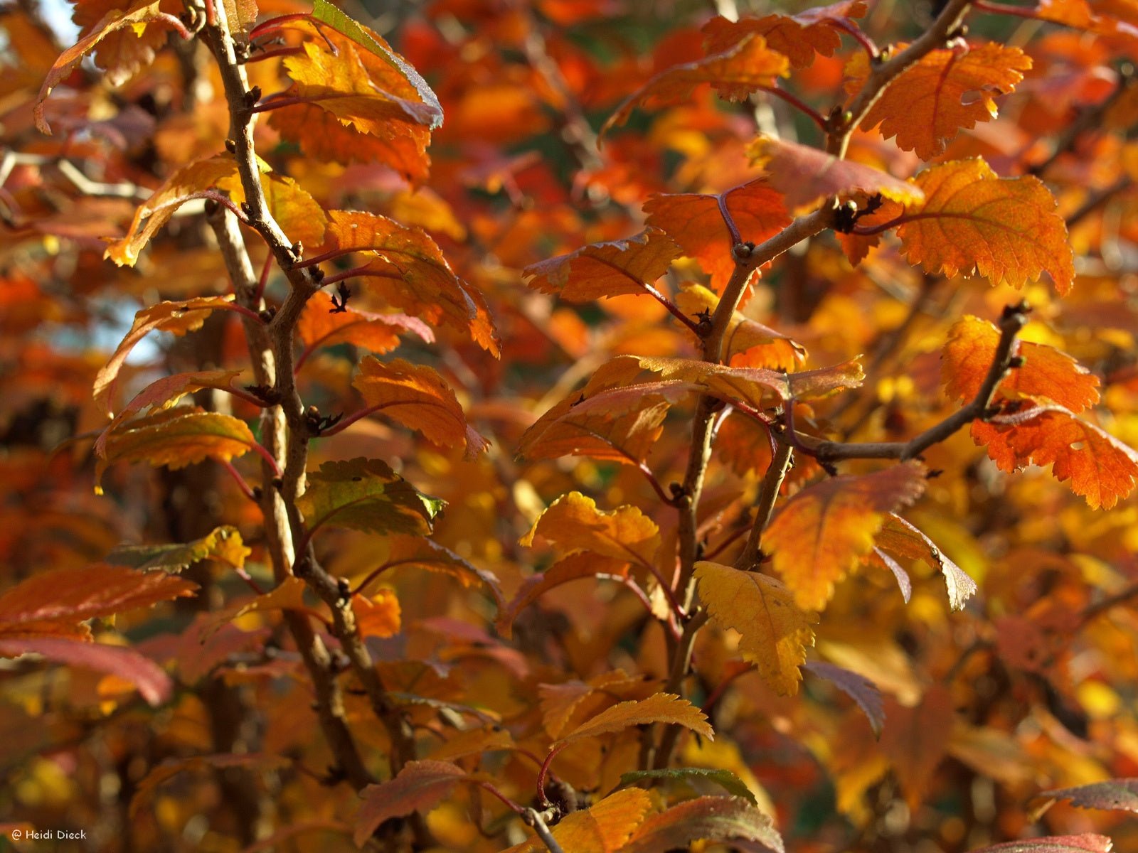Prunus incisa 'Kojou - no - mai' - Herrenkamper Gärten - Pflanzenraritäten