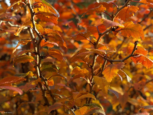 Prunus incisa 'Kojou - no - mai' - Herrenkamper Gärten - Pflanzenraritäten