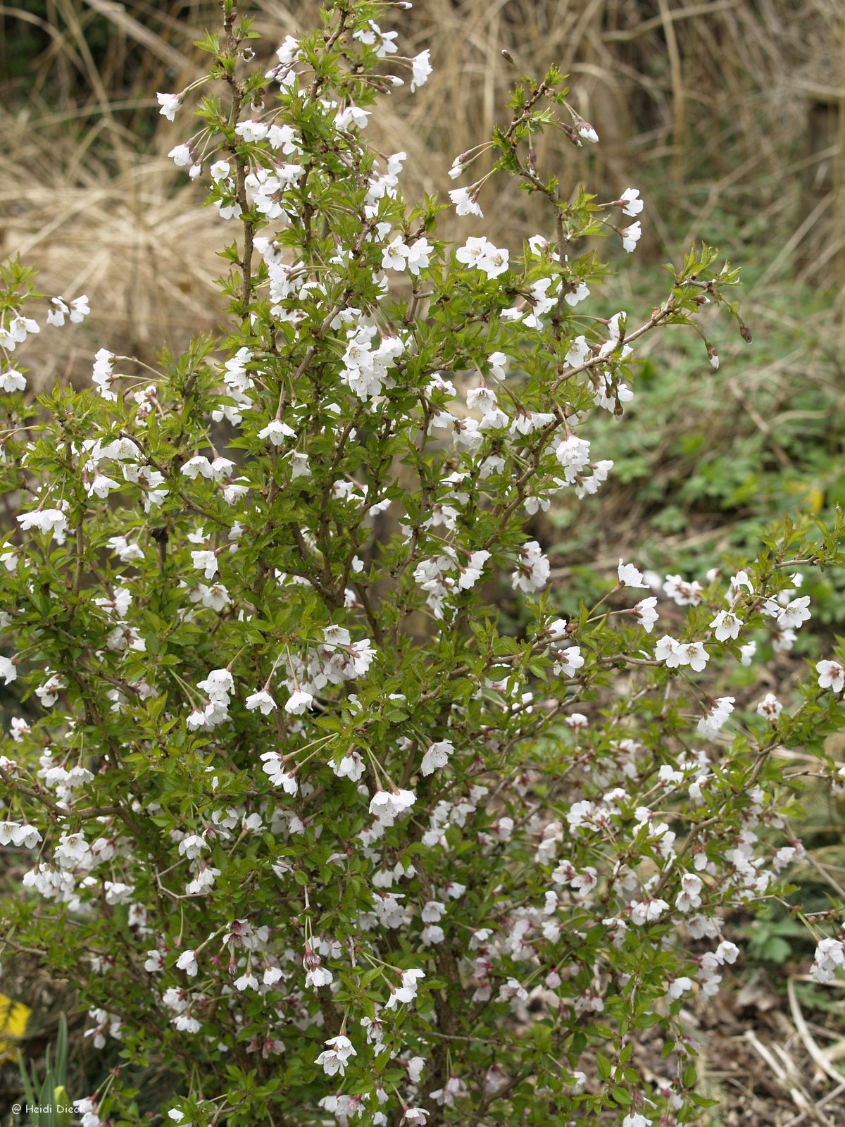 Prunus incisa 'Kojou - no - mai' - Herrenkamper Gärten - Pflanzenraritäten