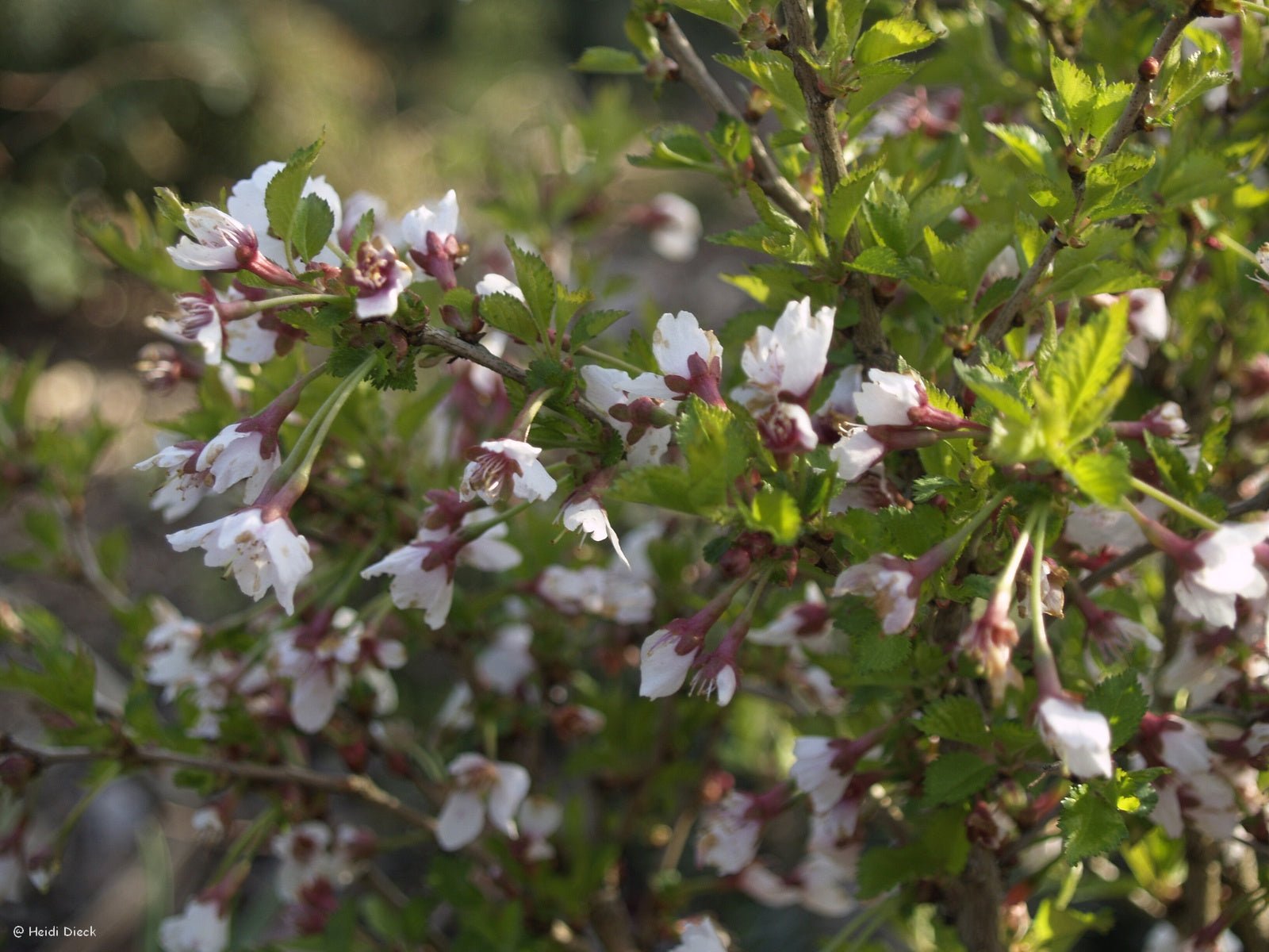 Prunus incisa 'Kojou - no - mai' - Herrenkamper Gärten - Pflanzenraritäten
