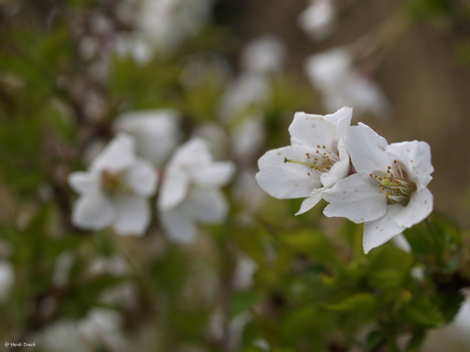 Prunus incisa 'Kojou - no - mai' - Herrenkamper Gärten - Pflanzenraritäten