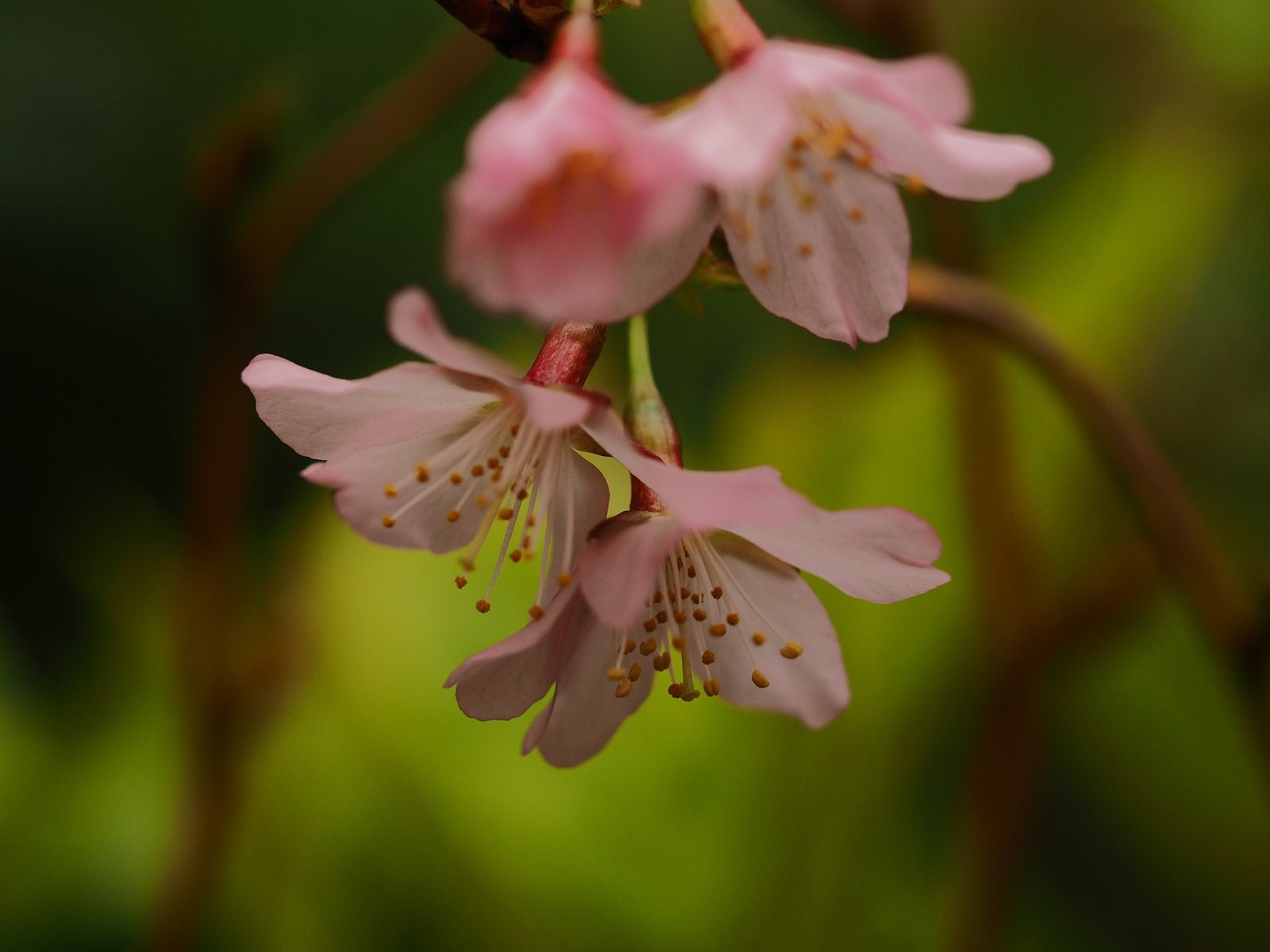 Prunus nipponica 'Ruby' (Prunus kurielensis 'Ruby') - Herrenkamper Gärten - Pflanzenraritäten