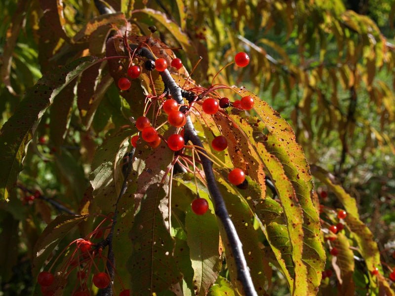 Prunus pensylvanica - Herrenkamper Gärten - Pflanzenraritäten