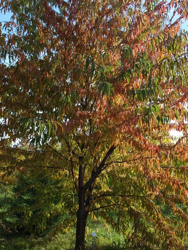 Prunus pensylvanica - Herrenkamper Gärten - Pflanzenraritäten