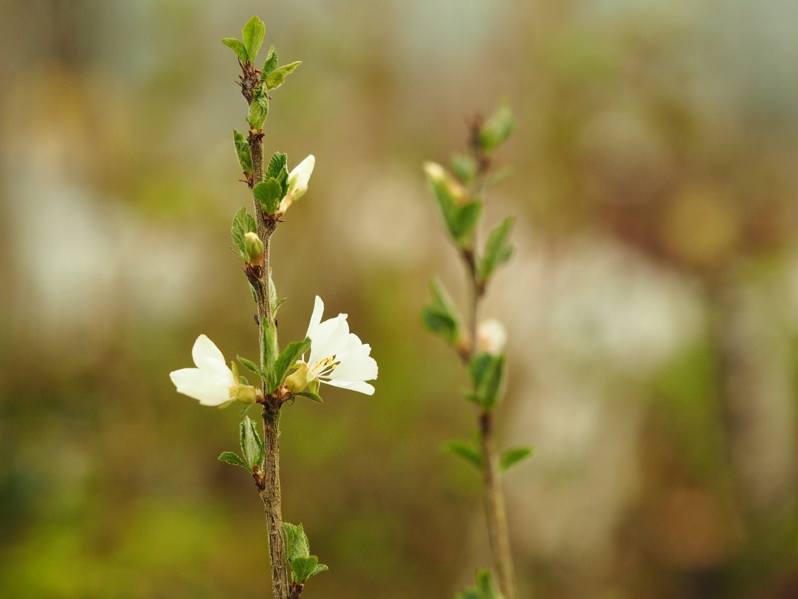Prunus tomentosa - Herrenkamper Gärten - Pflanzenraritäten