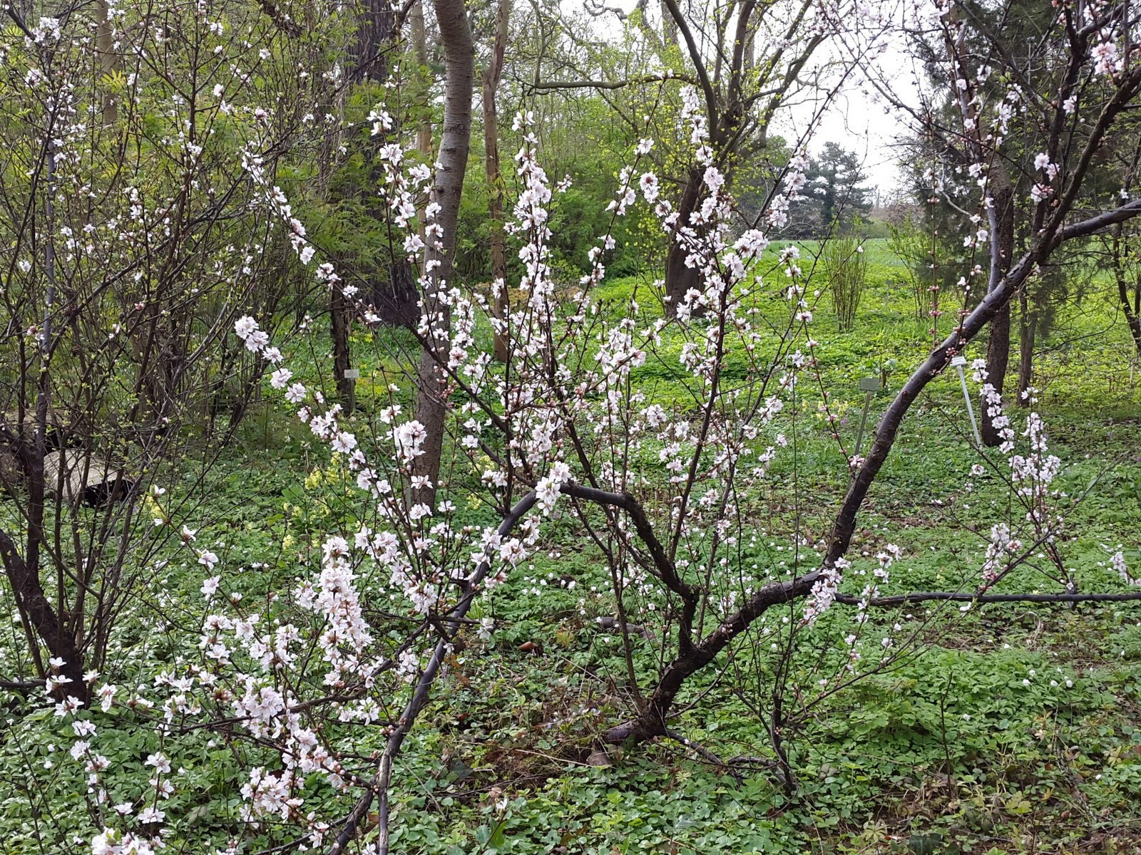 Prunus tomentosa - Herrenkamper Gärten - Pflanzenraritäten