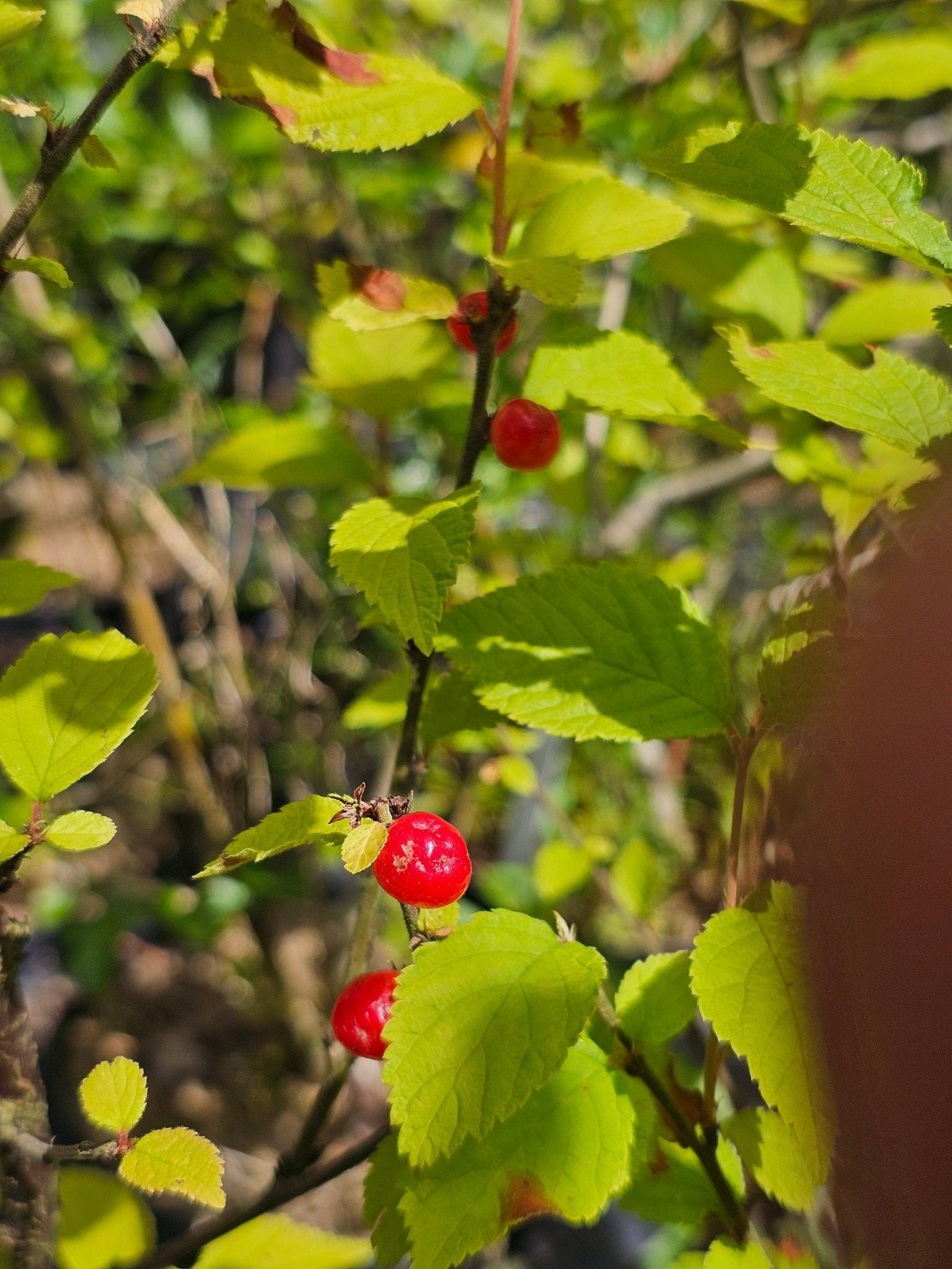 Prunus tomentosa - Herrenkamper Gärten - Pflanzenraritäten