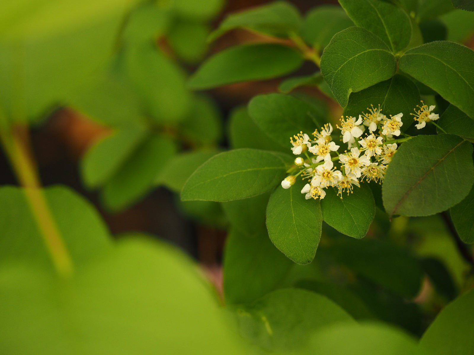 Prunus virginiana - Herrenkamper Gärten - Pflanzenraritäten
