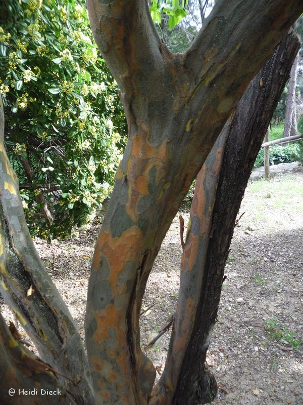 Pseudocydonia sinensis - Herrenkamper Gärten - Pflanzenraritäten