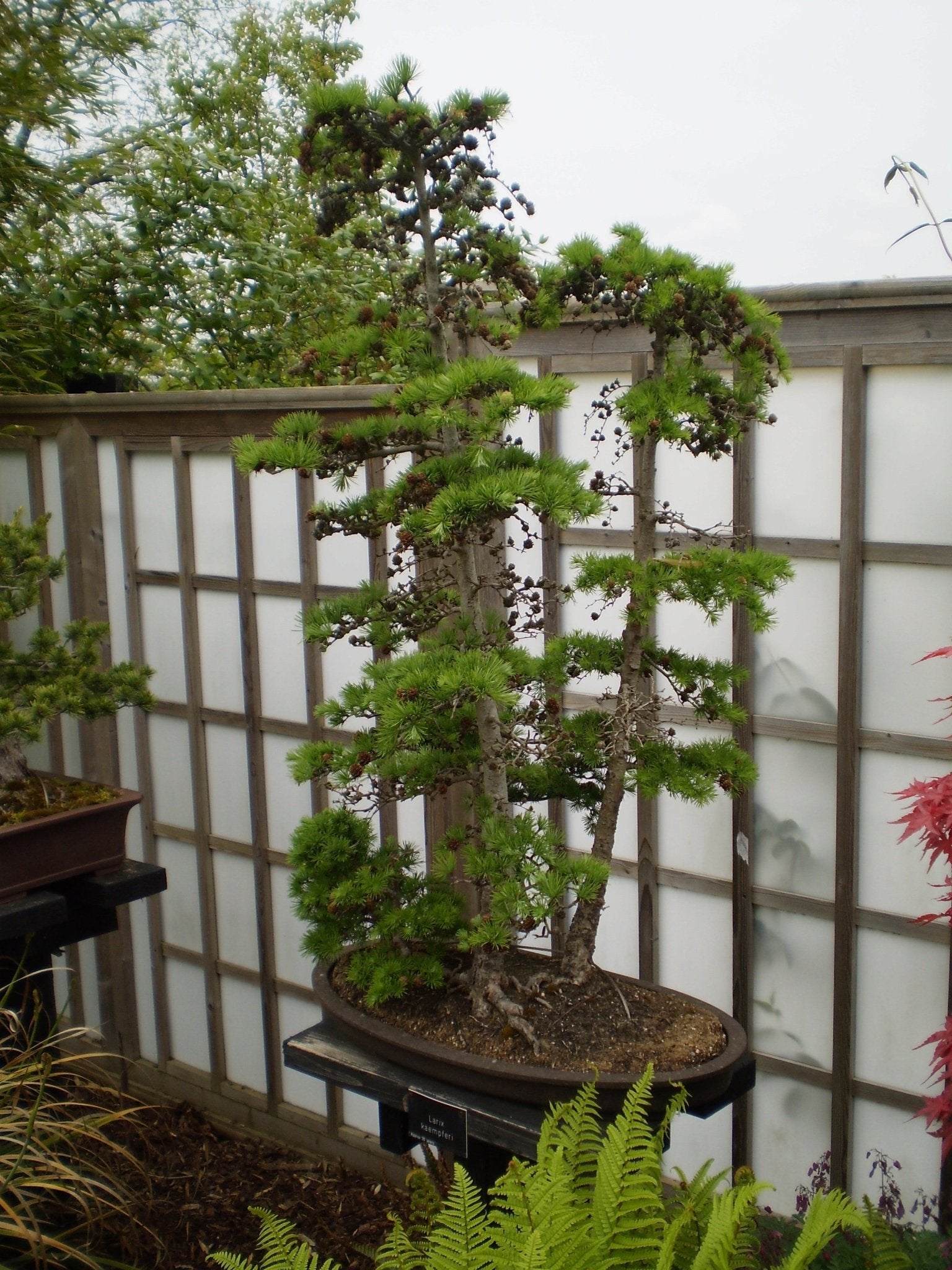 Pseudolarix amabilis - Herrenkamper Gärten - Pflanzenraritäten