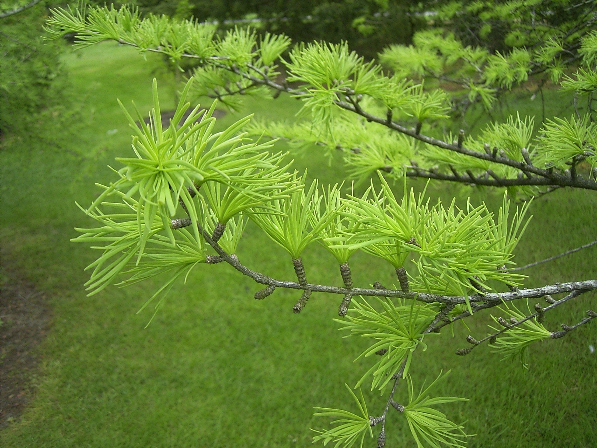 Pseudolarix amabilis - Herrenkamper Gärten - Pflanzenraritäten
