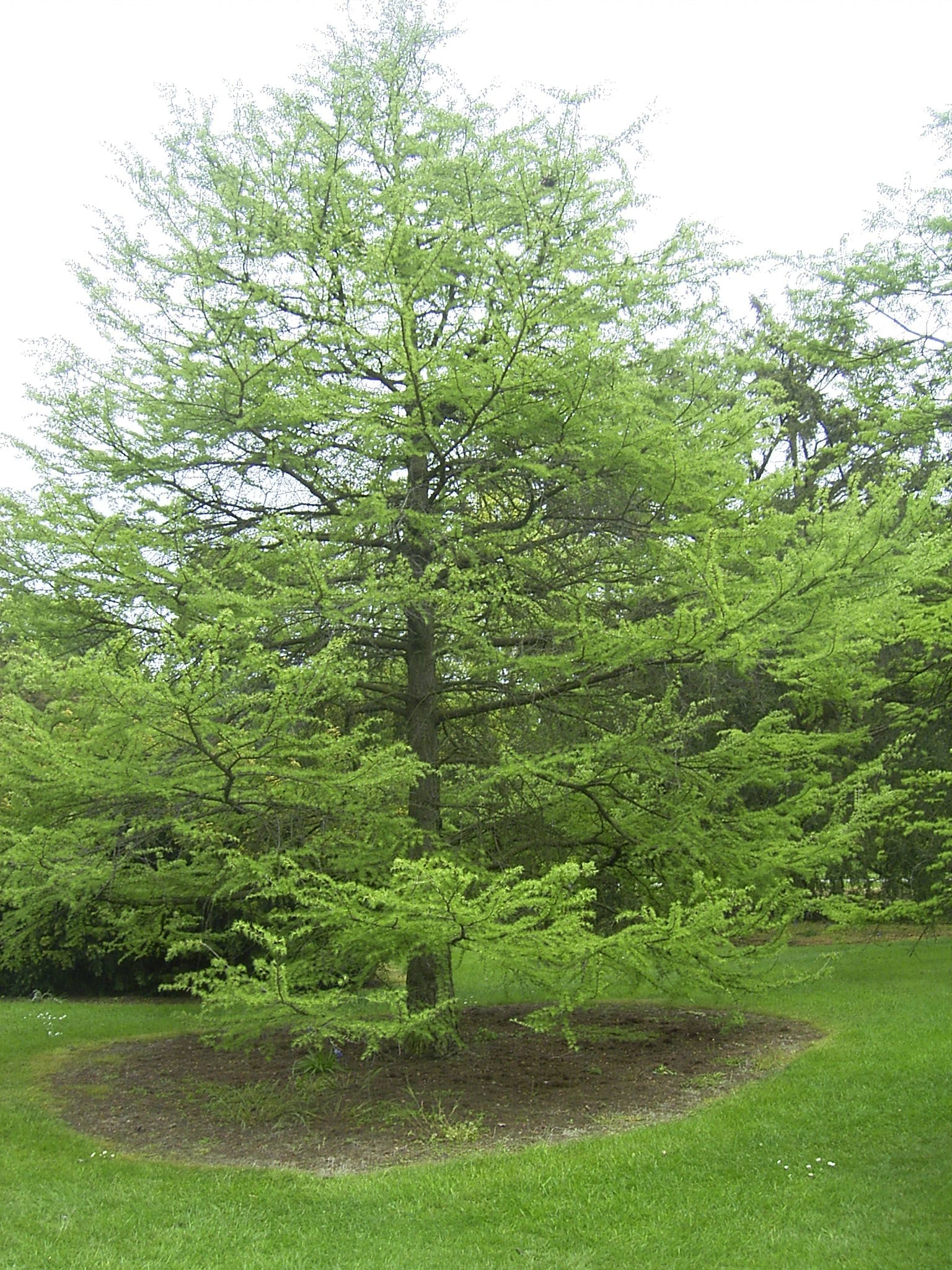 Pseudolarix amabilis - Herrenkamper Gärten - Pflanzenraritäten