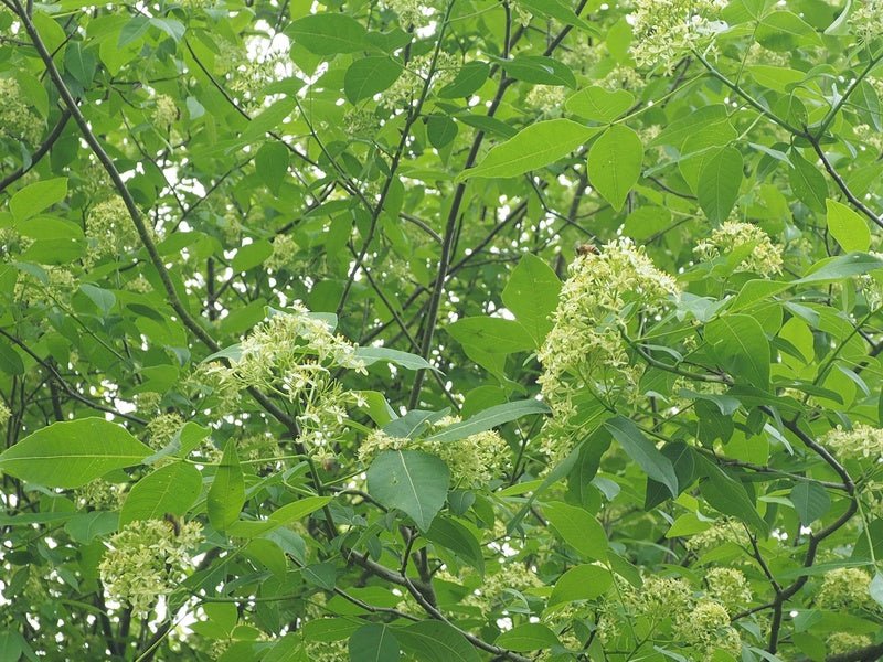Ptelea trifoliata - Herrenkamper Gärten - Pflanzenraritäten