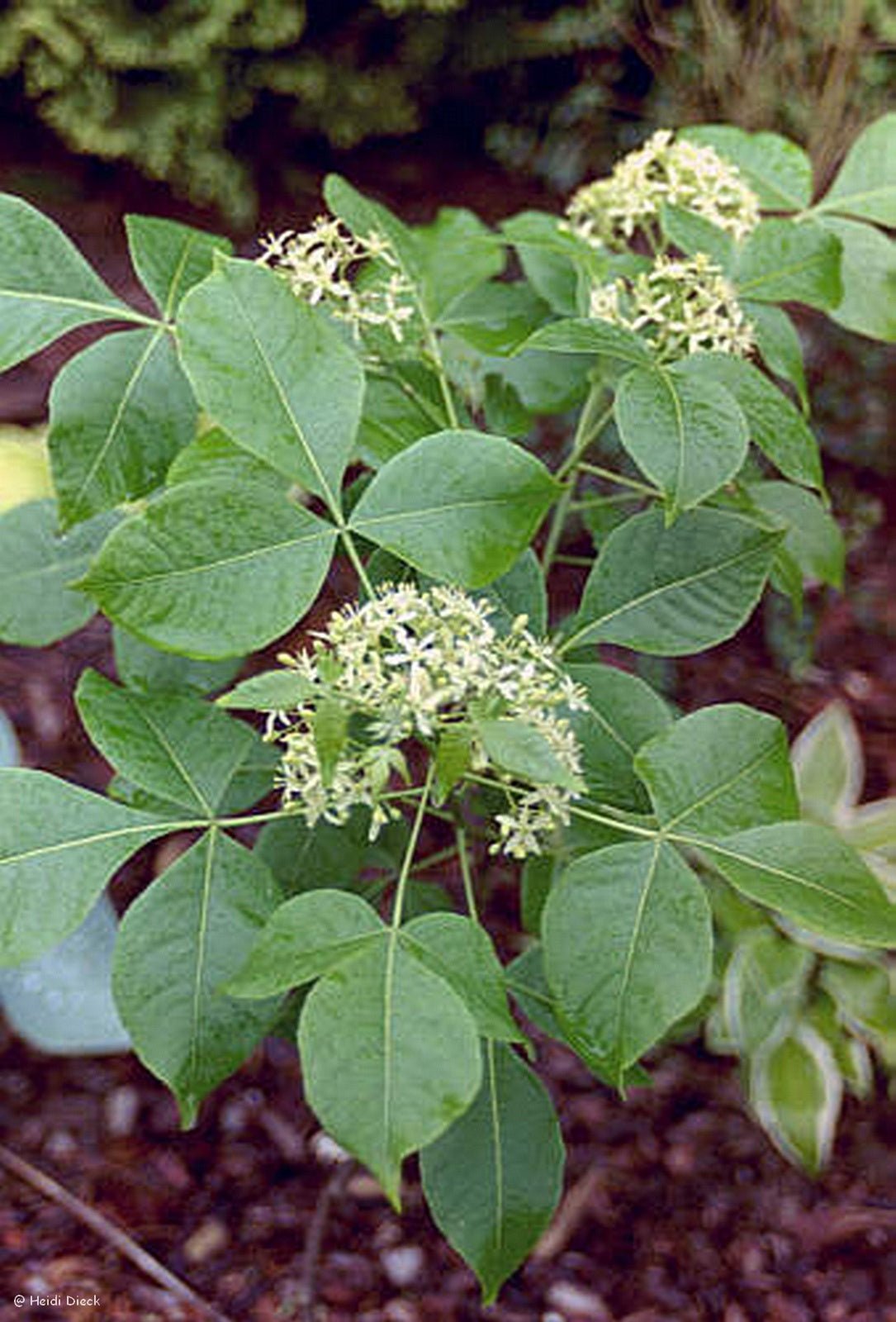 Ptelea trifoliata - Herrenkamper Gärten - Pflanzenraritäten