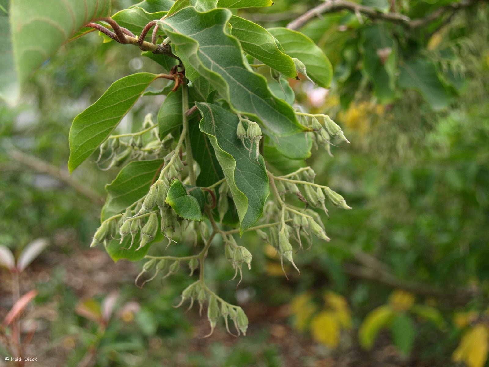 Pterostyrax hispida - Herrenkamper Gärten - Pflanzenraritäten